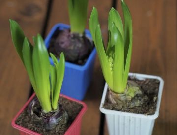 Принимаем заказы на горшечные растения к 8 марта ! 